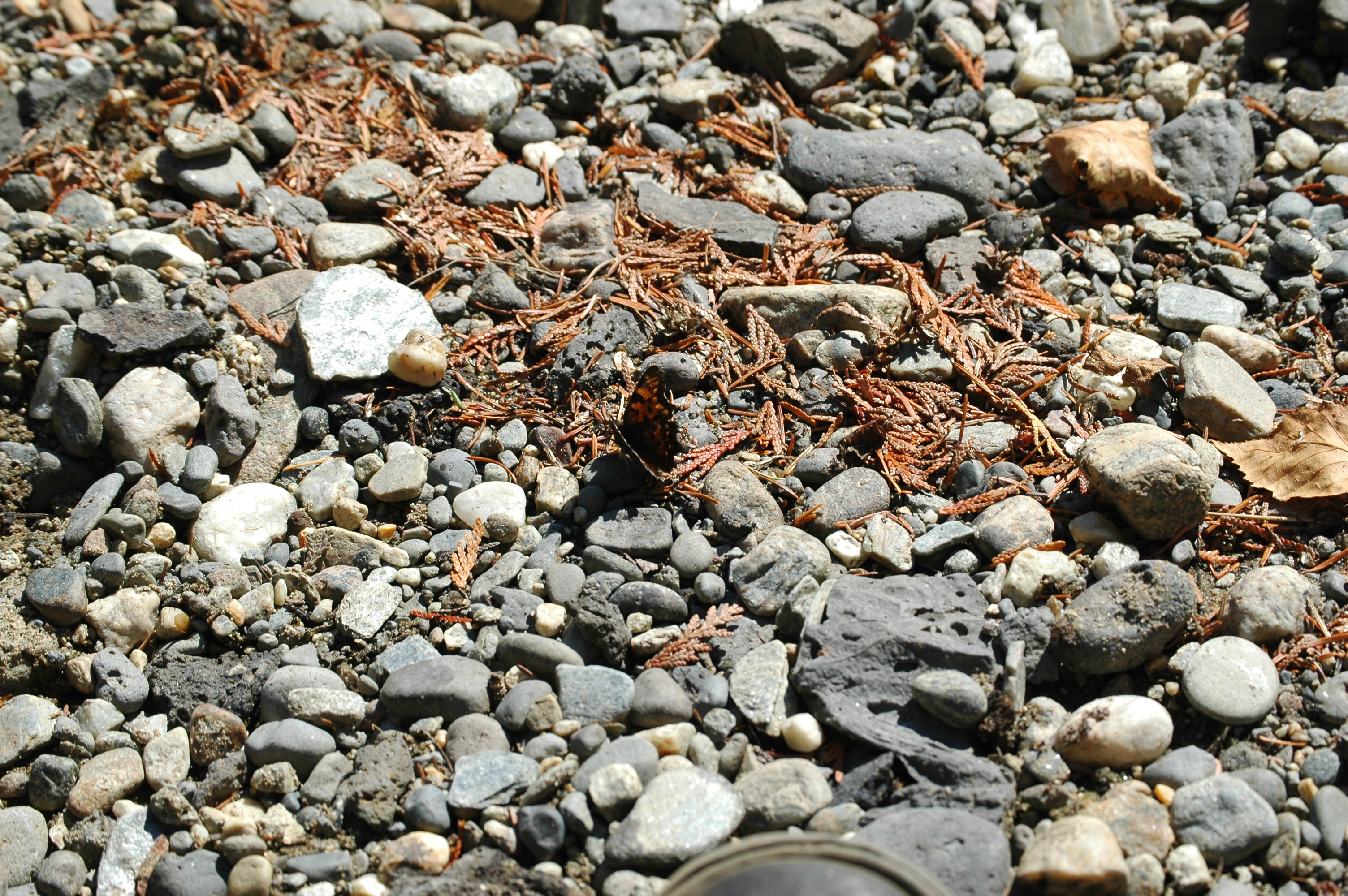 photos/wildlife/Invertebrate_Species/Canada/Canada 2007 407.jpg